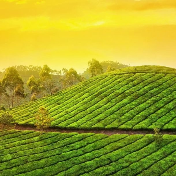 Things to do in Munnar