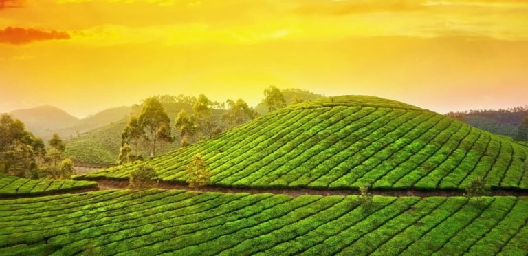 Things to do in Munnar